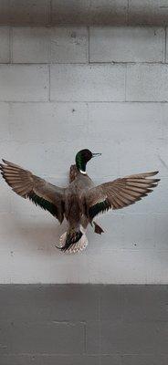 Hybrid Sprig & Mallard