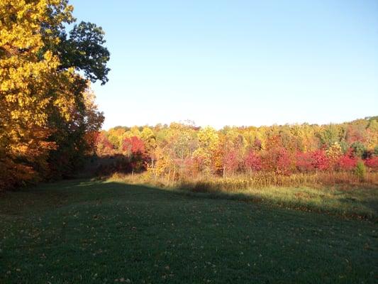 Fall foliage behind our shop.