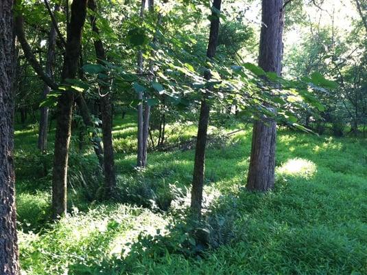 Flora along the trail.