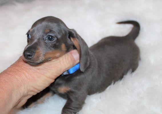 Blue & tan, smooth coat, miniature dachshund.