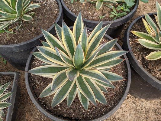 Agave 'Snow Glow'