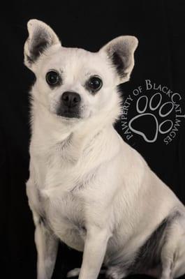 "Boo" Chihuahua from Vacaville, CA