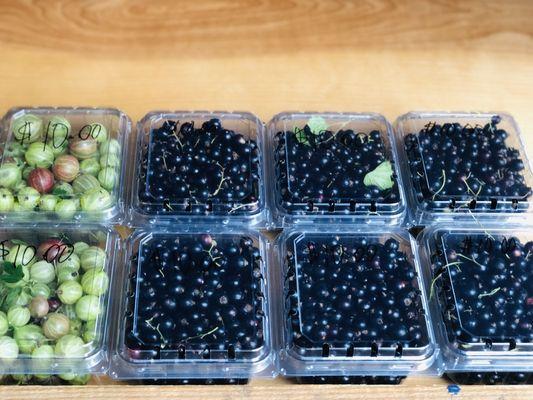 Gooseberries and Black Currants