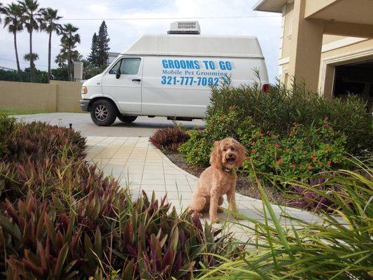 Grooms to Go Mobile Grooming