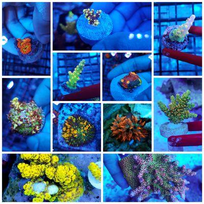 Our corals.