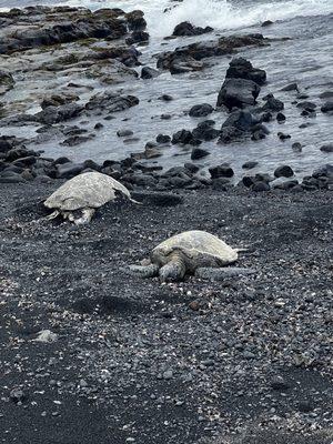 Black Sand Beach with turtles