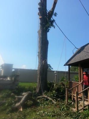 Removed a big tree from a business