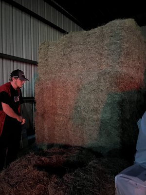 Hay in their barn.