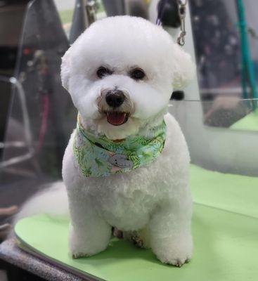 Bichon Frise