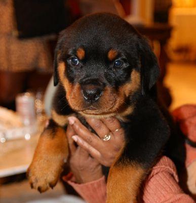 Rottweiler Puppy, now 7 weeks, from Delilah and Heman. German bloodline.