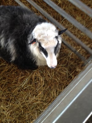 Icelandic Sheep