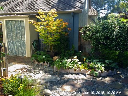 Potting our new coral bark maple keeps it in scale to our little garden and adds to the Japanese theme.