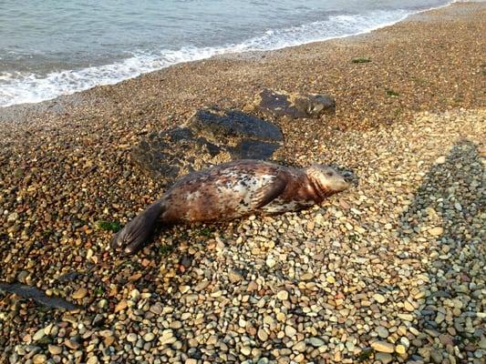 Seal takin a snooze