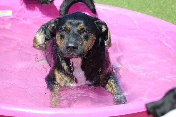 Photo of our dog at Dog Days enjoying the outdoor "pool" play area