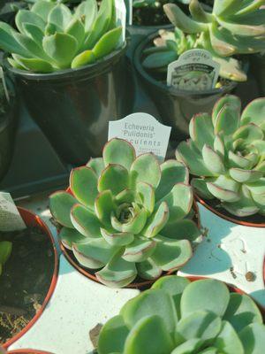 Close up of an Echeveria