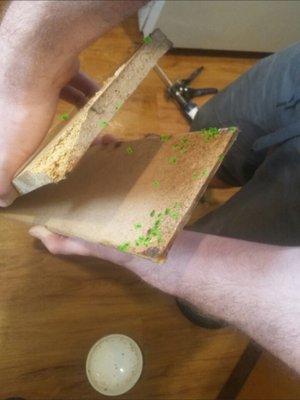 Rotting particle board from under the cupboard that roaches were nesting in. Rather than replacing, maintenance nail-gunned it in.