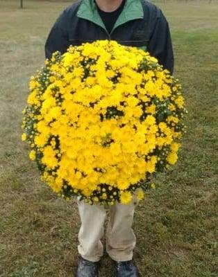 giant mums