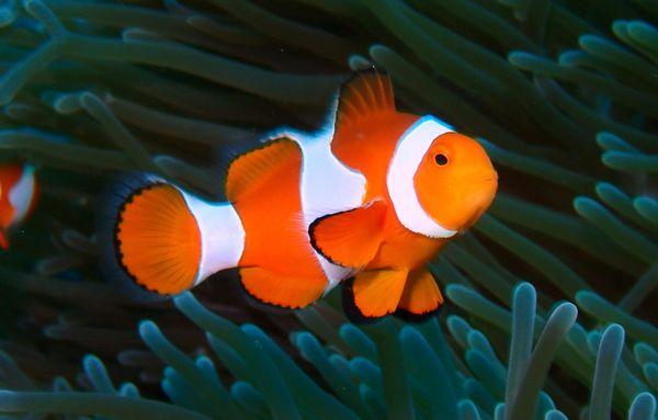 Clownfish - Diving - Enfield Scuba