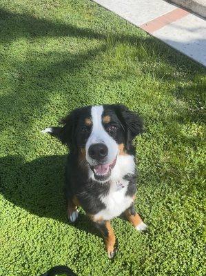 Angus enjoying his backyard without worry of pesticides.