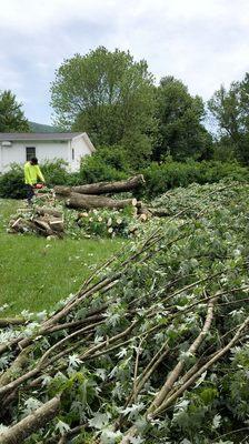 Back yard removal!