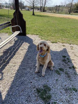 A dog at a dog park