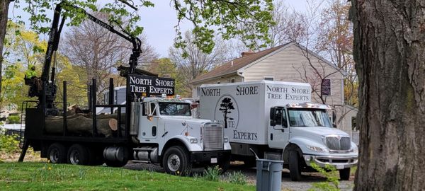 North Shore Tree Experts