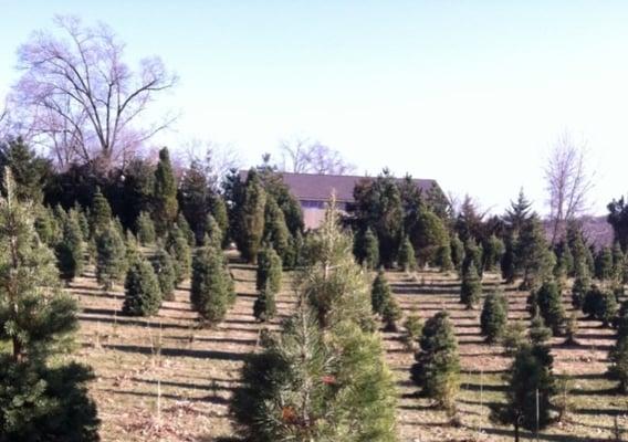 Midland Holiday Christmas Tree Farm