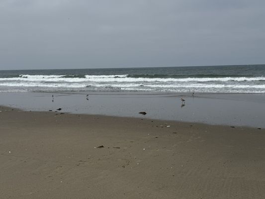 Birds on the beach