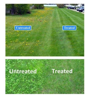 Treated vs Untreated Lawn