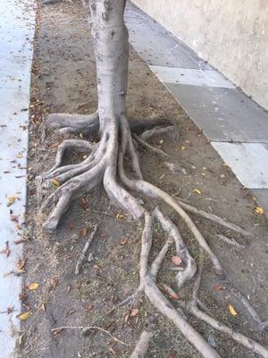 Banyan Trees grace a side of the triangle yard