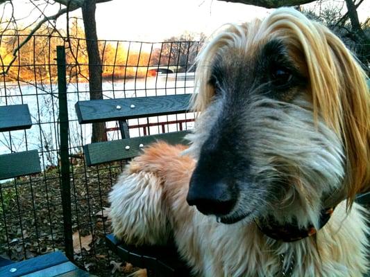 Niklas, Afghan Hound extraordinaire!