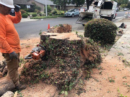 Massive stump being prepared for stump grinding