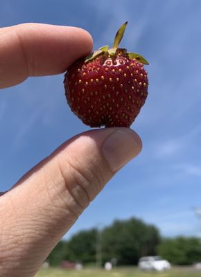 Strawberry in the Sky with Diamo. . . . I mean . . . Lucy Fields Forever. Ahh.  Forget it.