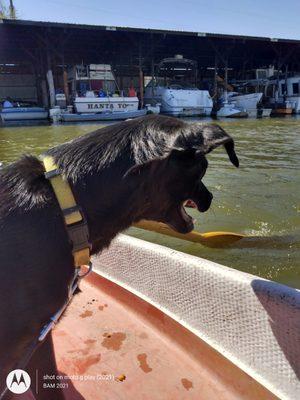 Pet friendly marina. The dogs love Jim's Holiday Harbor