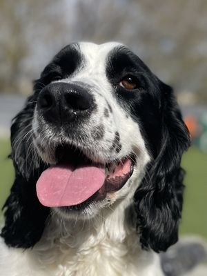 Stella in play yard