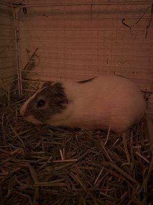 Guinea Pig