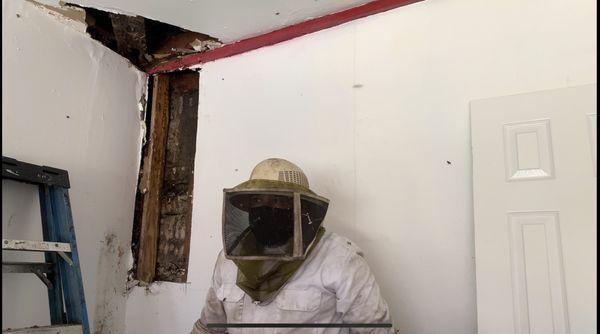 This is Jose removing a huge Bee hive from Garage wall. He is license in the state of California. He has over 15 years of loyal experience.