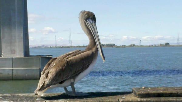 Resident brown pelican