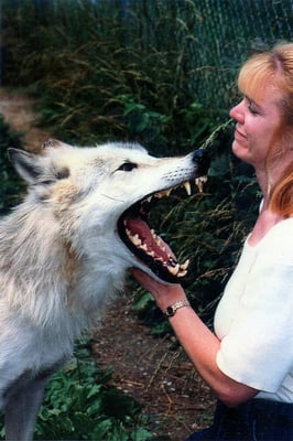 Jacqueline with a Wolf during a Ethology Behavioral Seminar. Jacqueline is committed to always expanding  her knowledge base.