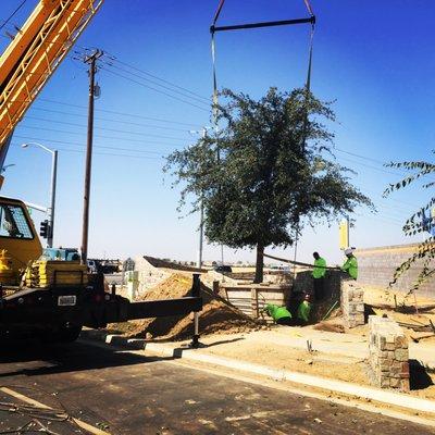 84 inch Silver Oak Box Tree in Shafter, CA