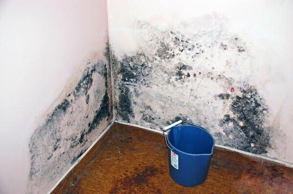 Ability Restoration Company in Glendale CA - Providing Free Estimates For Any Damage Restoration or Mold Remidietion.