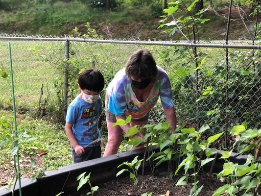 Looking at our vegetable garden and seeing what vegetables are ready to be picked!