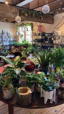 Plants, pots, decor