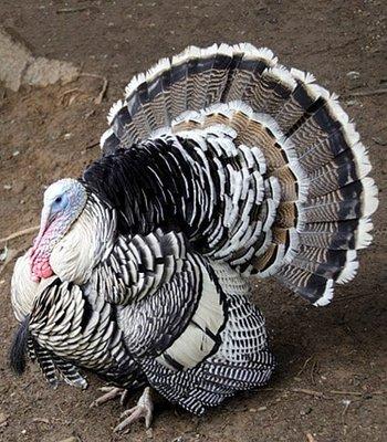 Turkeys for sale. Narragansett and Broad Breasted White Hens and Toms!