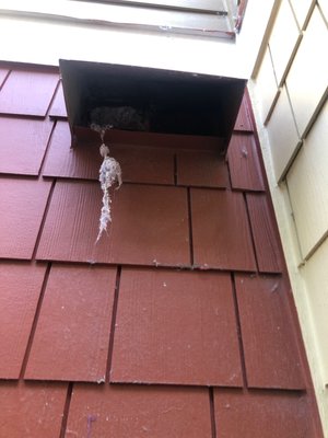 Dryer vents being ignored-- a fire hazard. This is one of many.