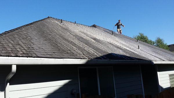 Roof Moss Treatment