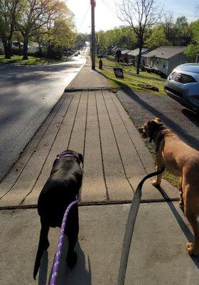 Luna and Lupin enjoying their morning walk