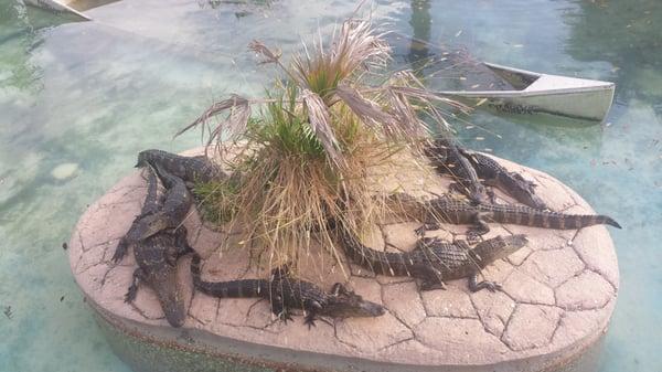 Gators sun bathing/resting