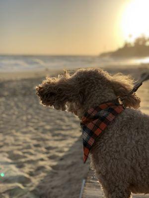 Brady loves walks by the beach!