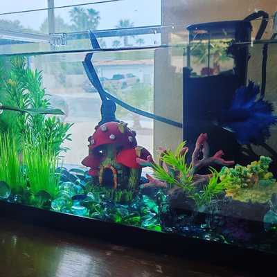 2.5 gallon betta aquarium